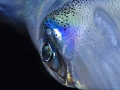   Closeup Eye squid Close-up: Closeup: Close up:  
